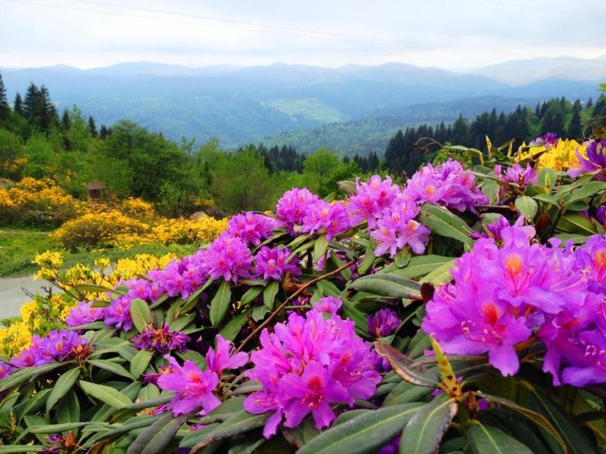 Ordu&rsquo;ya &ouml;zg&uuml; 179 endemik bitki t&uuml;r&uuml; tespit edildi