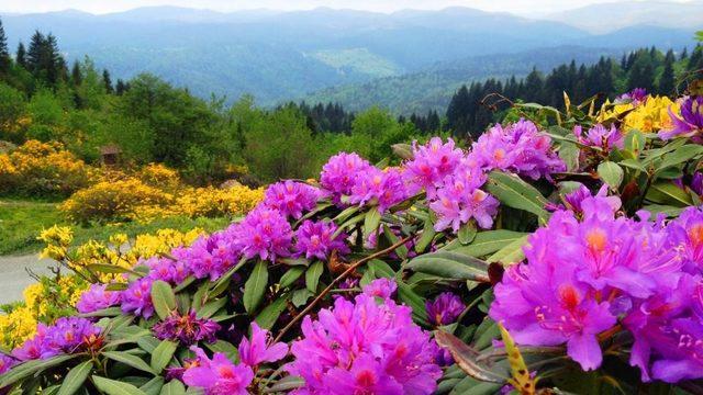 Ordu’ya özgü 179 endemik bitki türü tespit edildi