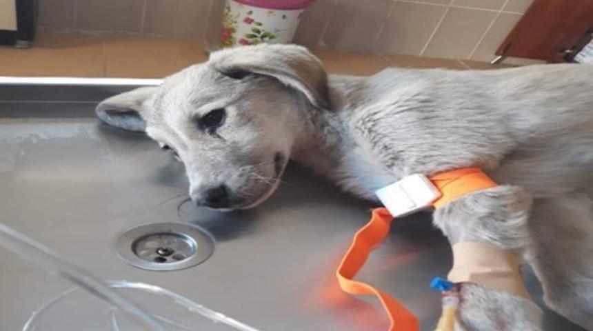 Ordu&rsquo;da tedavi edilen yaralı hayvan sayısı artıyor