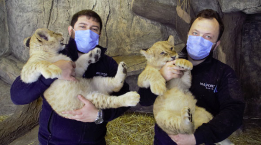 Yılın ilk yavru aslanlarına ilgin&ccedil; isim &ouml;nerileri: Pandemi, kovid, dezenfektan