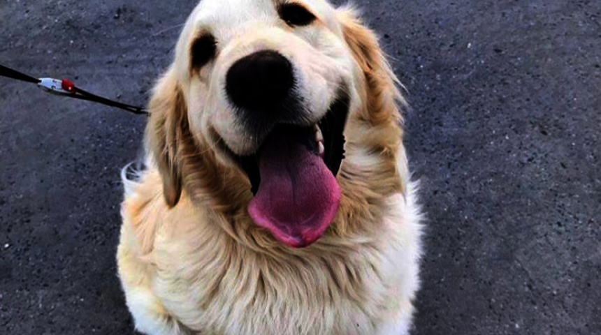 Sabahın ilk ışığında başlıyor gecenin kör karanlığına kadar her yerde onu arıyor!