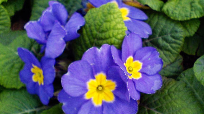 Çuha çiçeği nedir? Çuha çiçeğinin bakımı nasıl yapılır? İşte dikkat edilmesi gerekilen noktalar