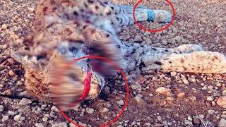 Nesli tehlike altında! Ağzı ve elleri bağlanmış halde ölü bulundu, yetkililer harekete geçti