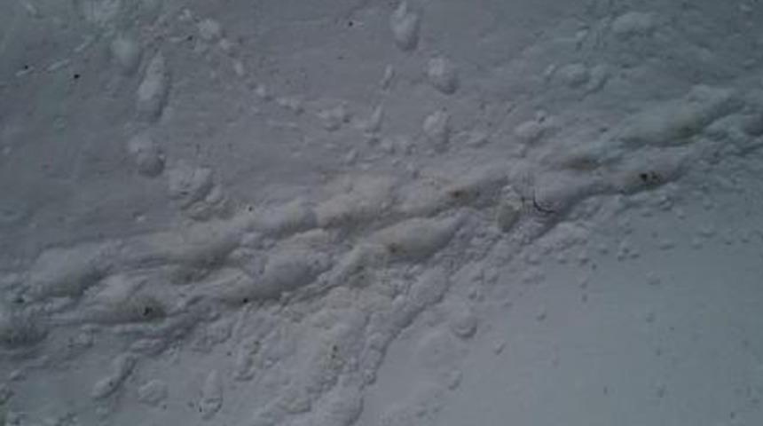 Kars'ta ayılar kış uykusundan uyandı