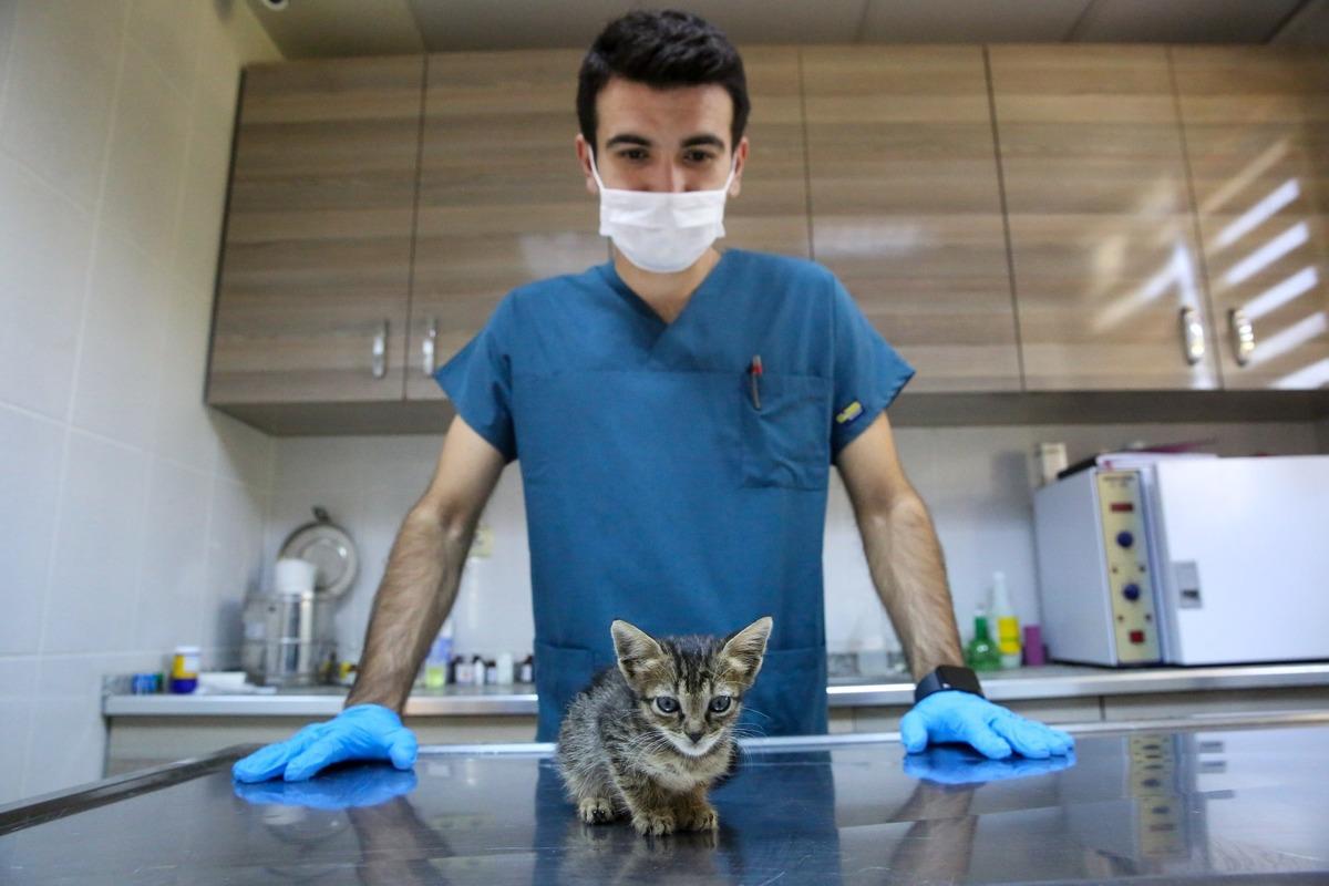 Sokak hayvanları Buca&rsquo;da yalnız değil