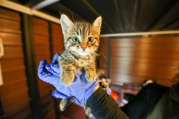 Sokak hayvanları Buca’da yalnız değil G2