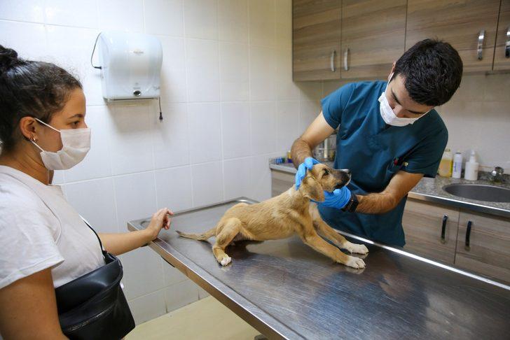 Sokak hayvanları Buca’da yalnız değil G4