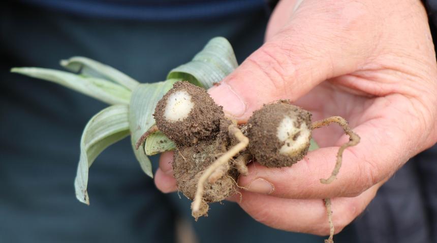 Üreticinin yeni gözdesi! Kilosu 500 TL'den alıcı buluyor