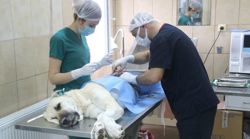 Çankaya Belediyesi’nden sokak hayvanlarının popülasyonunu dengede tutma adımı