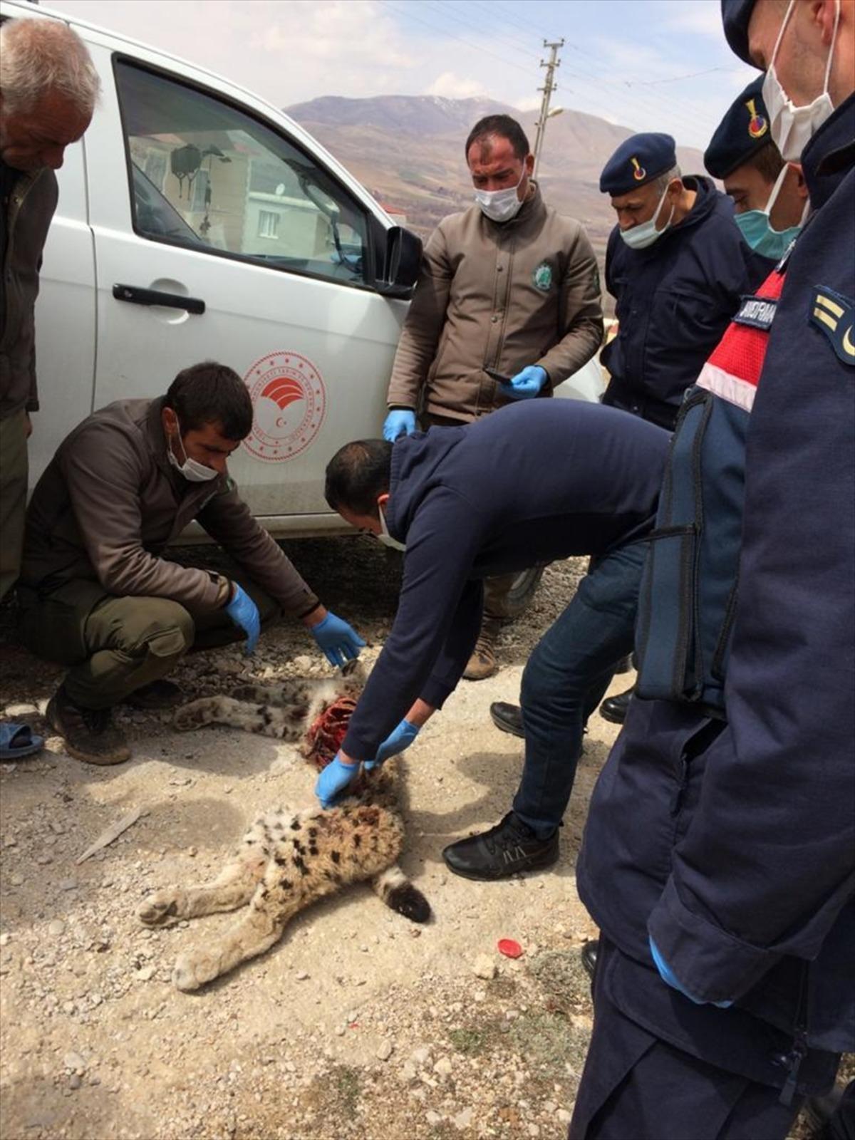 Aladağlar Milli Parkı'nda bir vaşağın &ouml;l&uuml; bulunmasıyla ilgili soruşturma başlatıldı