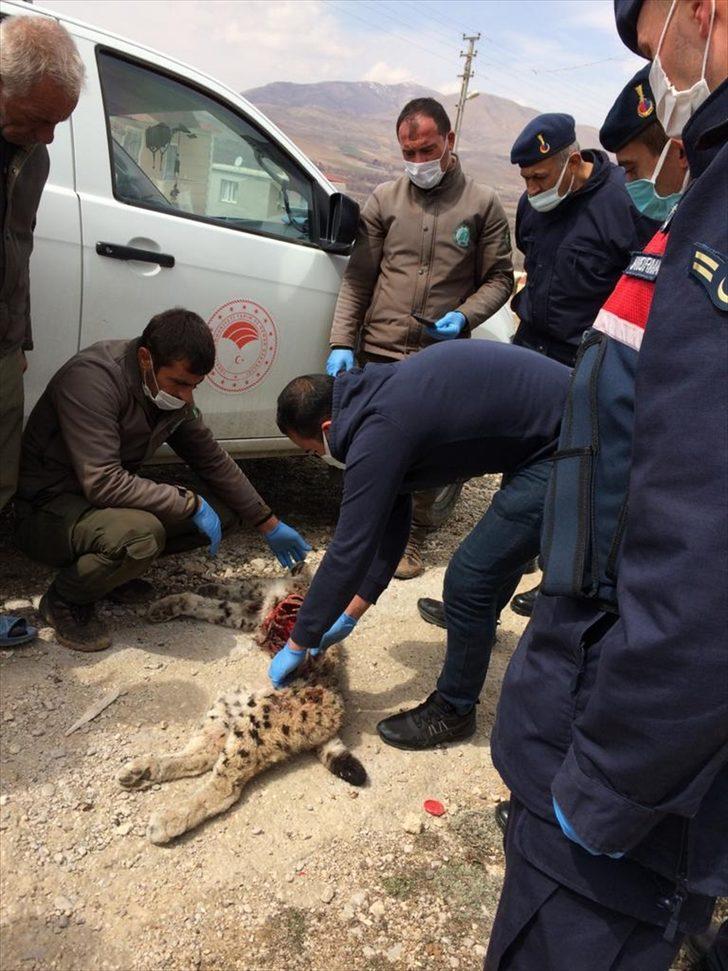 Aladağlar Milli Parkı'nda bir vaşağın ölü bulunmasıyla ilgili soruşturma başlatıldı G1