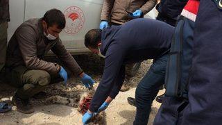 Aladağlar Milli Parkı'nda bir vaşağın ölü bulunmasıyla ilgili soruşturma başlatıldı