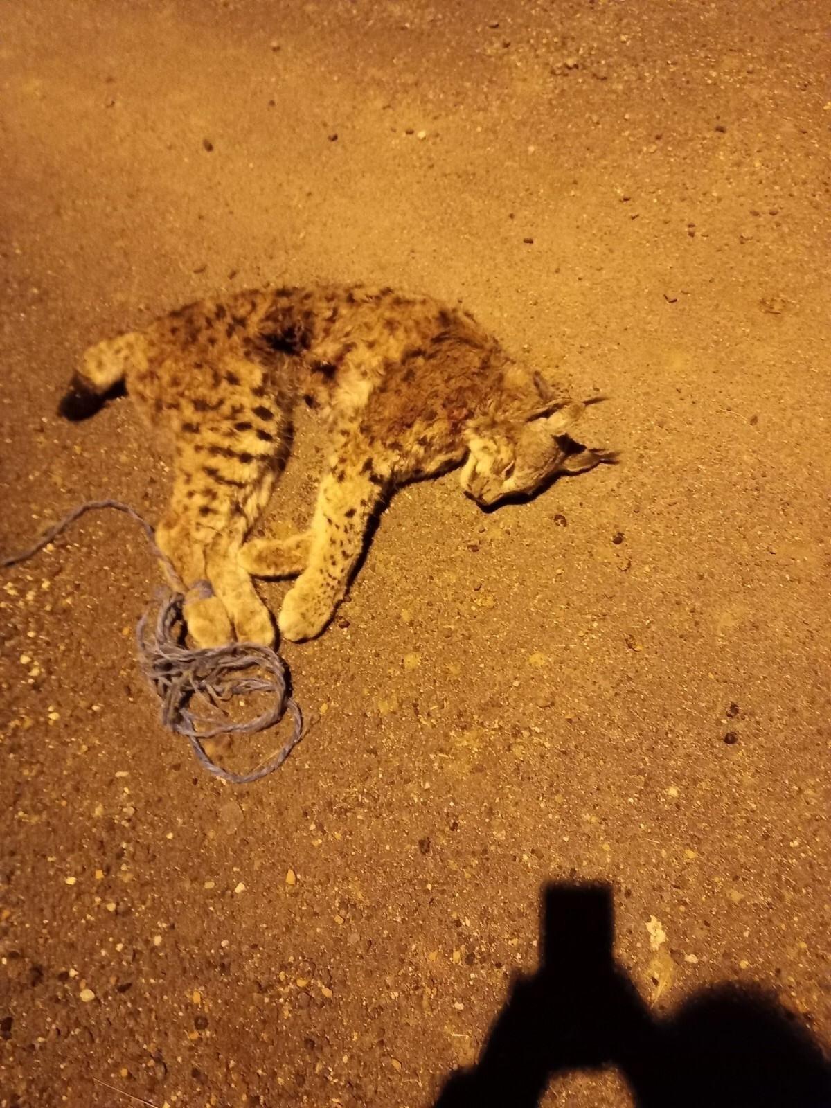&Ouml;l&uuml; bulunan vaşak ile ilgili soruşturma başlatıldı