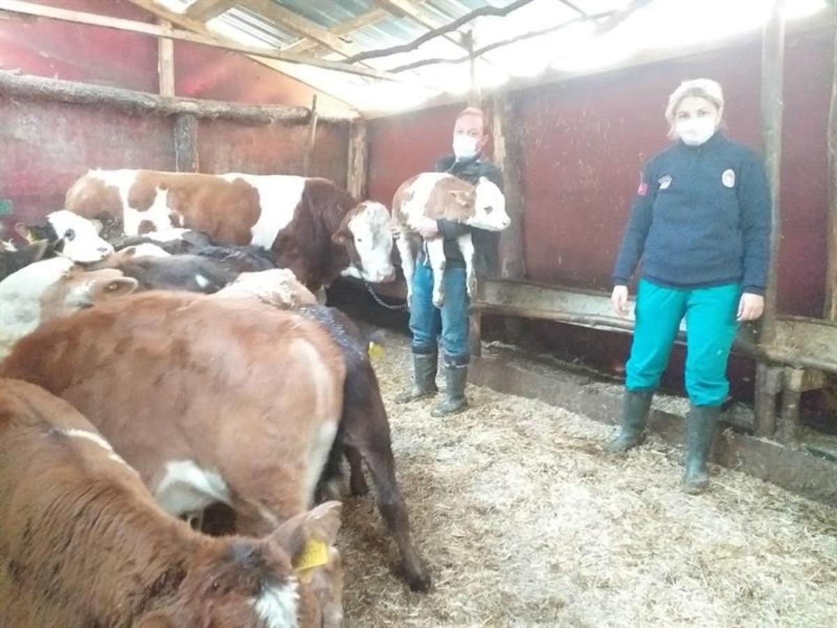 Demirk&ouml;y&rsquo;de b&uuml;y&uuml;kbaş hayvan aşılama &ccedil;alışmaları devam ediyor