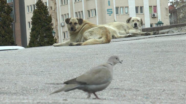 Dünya Sokak Hayvanları Günü’nde meydanlar sokak hayvanlarına kaldı G1