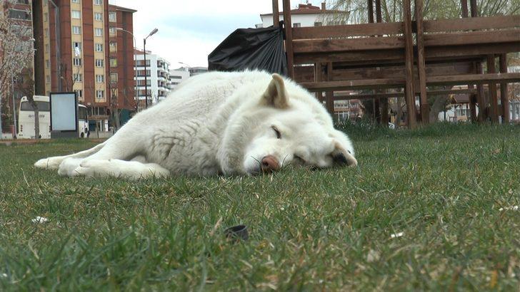 Dünya Sokak Hayvanları Günü’nde meydanlar sokak hayvanlarına kaldı G2