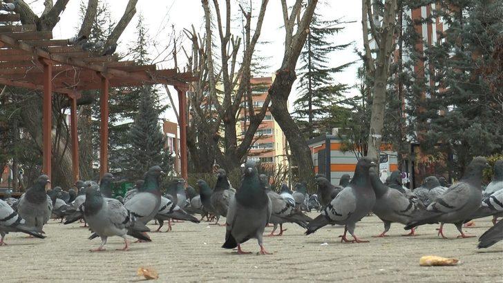 Dünya Sokak Hayvanları Günü’nde meydanlar sokak hayvanlarına kaldı G3