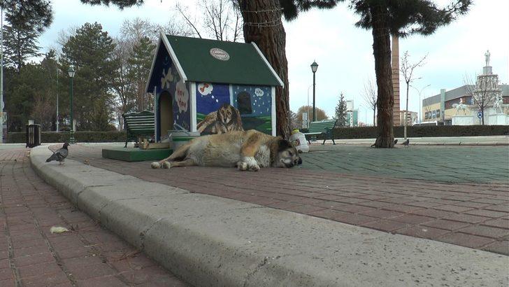 Dünya Sokak Hayvanları Günü’nde meydanlar sokak hayvanlarına kaldı G4