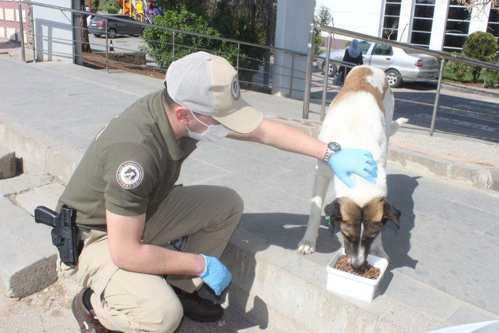 Polis ekipleri sokak hayvanlarının karnını doyurdu G3