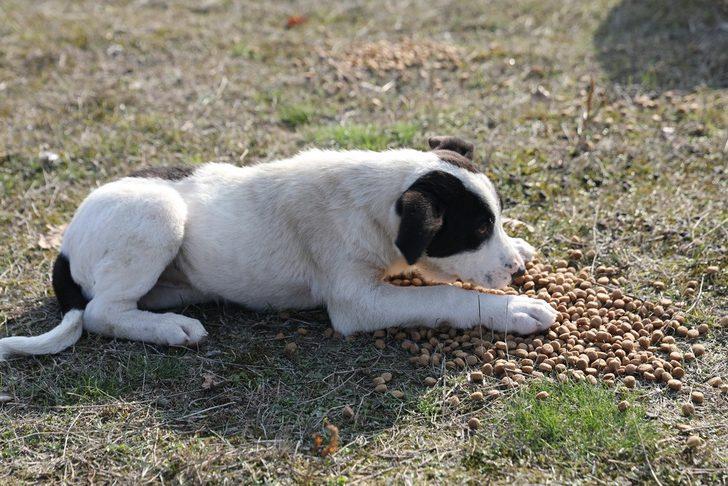 İlkadım’da kısıtlamada sokak hayvanları unutulmadı G2