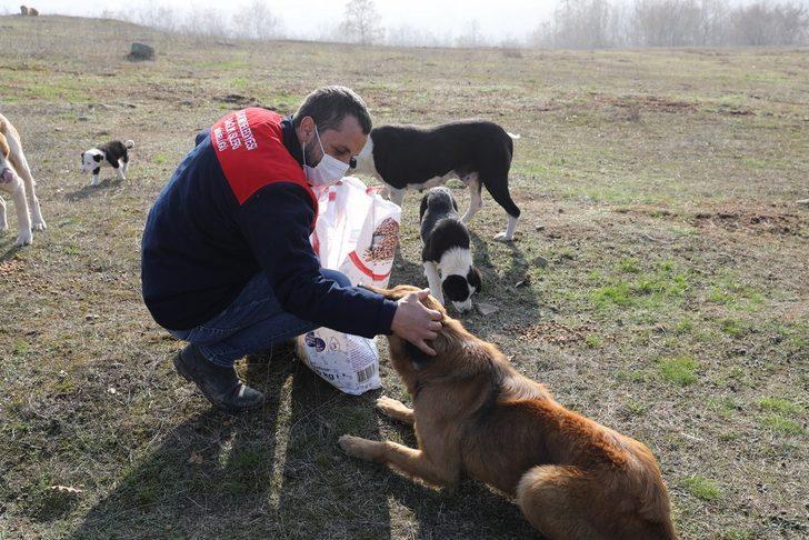 İlkadım’da kısıtlamada sokak hayvanları unutulmadı G3