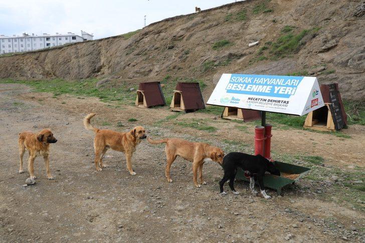 İlkadım’da kısıtlamada sokak hayvanları unutulmadı G5