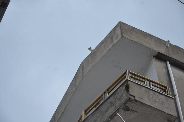 İtfaiyeden 1 saatte 2 kedi operasyonu G1