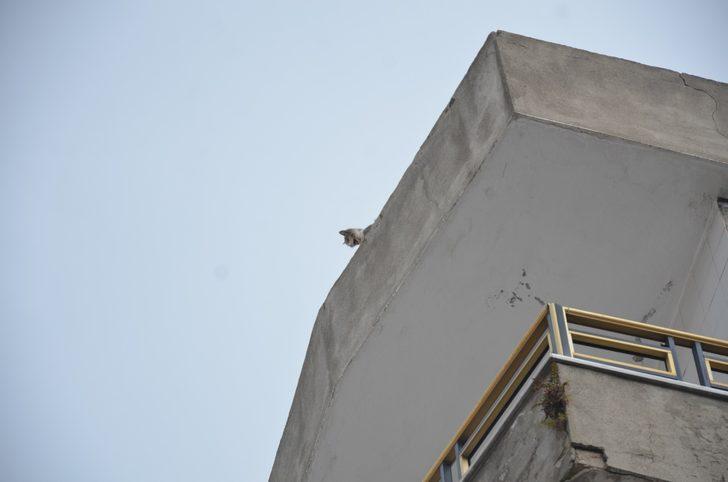 İtfaiyeden 1 saatte 2 kedi operasyonu G2