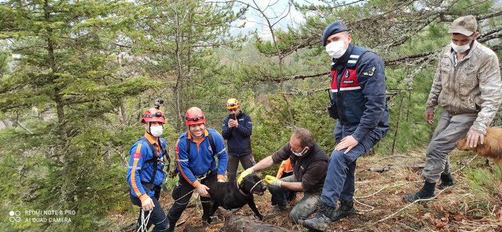 Tilki kovalarken uçurumda mahsur kalan köpek kurtarıldı G2