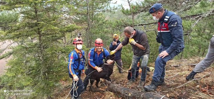 Tilki kovalarken uçurumda mahsur kalan köpek kurtarıldı G5