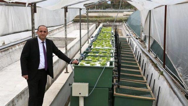 Hem balık hem de sebze aynı sudan çıkıyor!