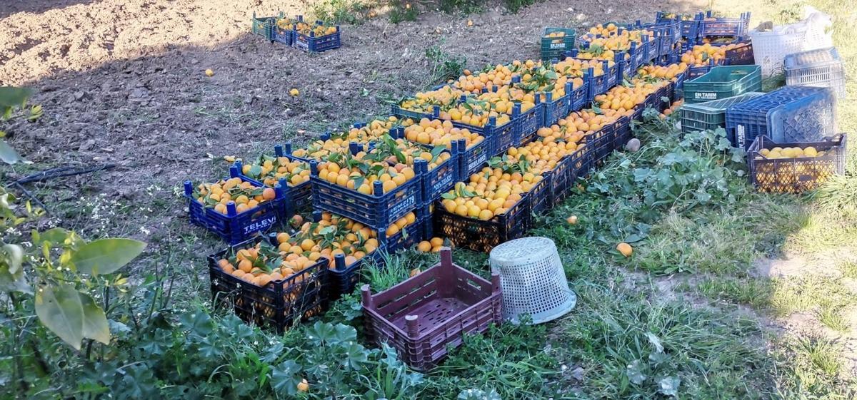 Suriyeli iş&ccedil;i &ccedil;alıştırıp narenciye &ccedil;alarken yakalandı