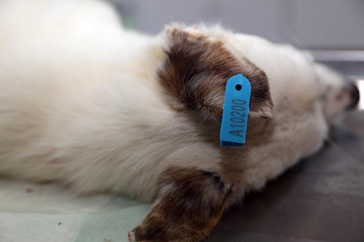 Mudanya Belediyesi&rsquo;nden HEPAD&rsquo;a kısırlaştırma desteği