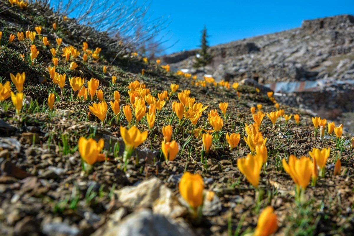 Yaylaya g&ouml;&ccedil;&uuml;n habercisi sarı &ccedil;iğdemler a&ccedil;tı