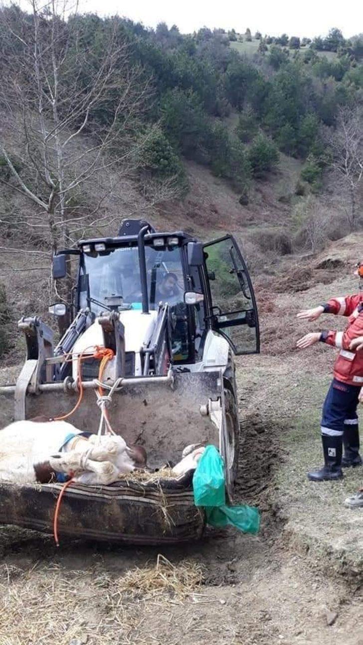 Mahsur kalan ineği itfaiye ekipleri kurtardı G2