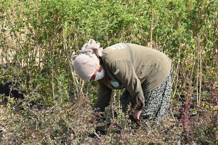 Büyükşehir, 250 bin metrekare peyzaj çalışması yapacak G4
