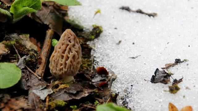 Konya’da kuzu göbeği mantarını çiğ tüketen kişi zehirlendi