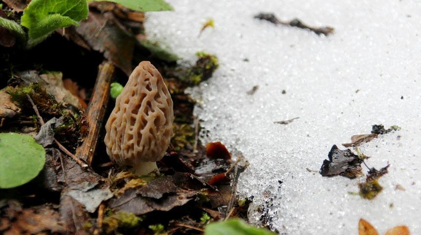 Konya’da kuzu göbeği mantarını çiğ tüketen kişi zehirlendi
