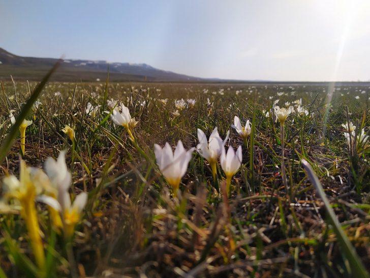 Van’da kardelenler çiçek açtı G1