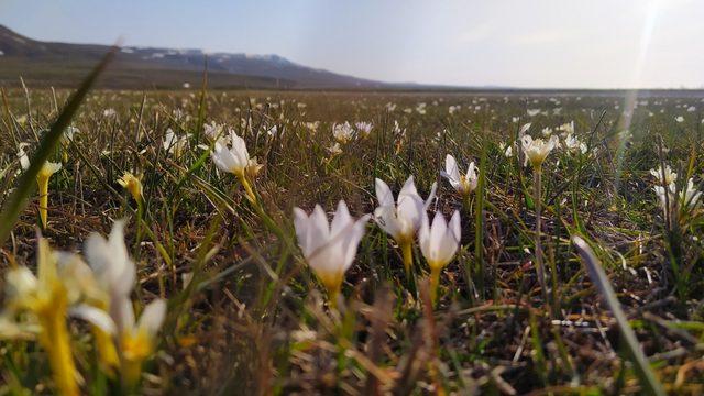Van’da kardelenler çiçek açtı
