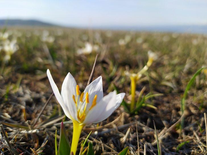 Van’da kardelenler çiçek açtı G2