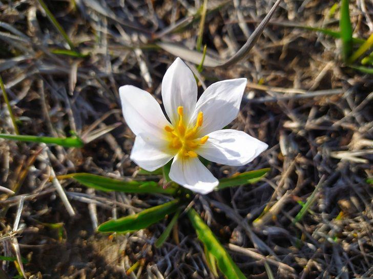 Van’da kardelenler çiçek açtı G3
