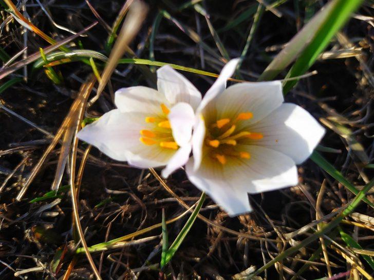 Van’da kardelenler çiçek açtı G4