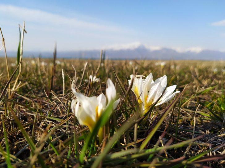 Van’da kardelenler çiçek açtı G5