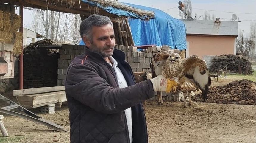 Şahin yırtıcısı tedavi altına alındı