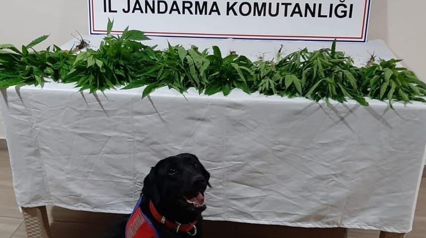 Sinop’ta 9 kök kenevir ele geçirildi