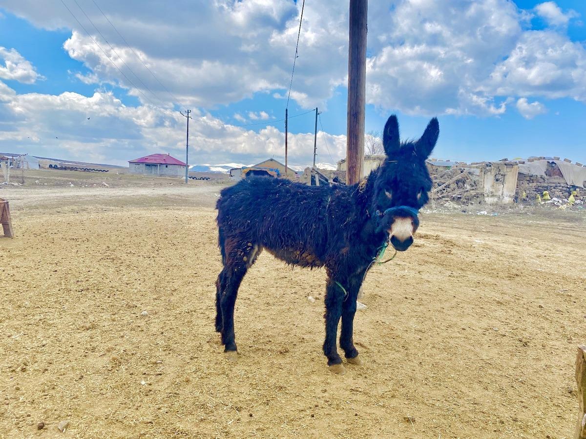 Ağrı&rsquo;da İlkbahar renk c&uuml;mb&uuml;ş&uuml; oluşturdu