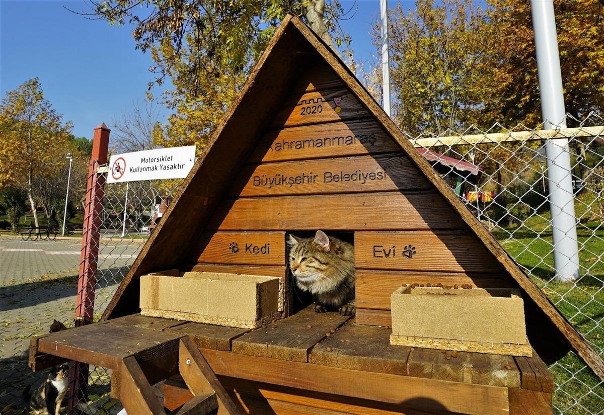 35 bin sokak hayvanı yuvaya kavuştu