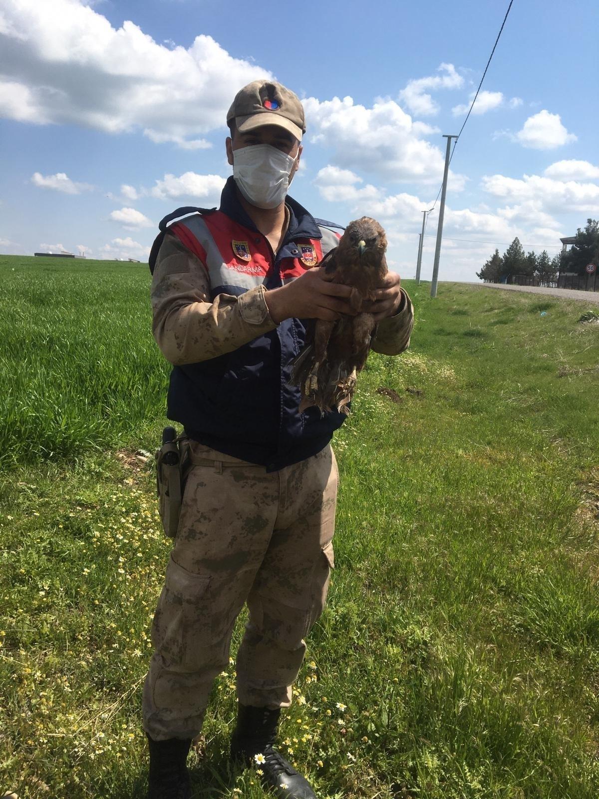 Jandarma fark etti, nesli t&uuml;kenmekte olan şahin hayata tutundu