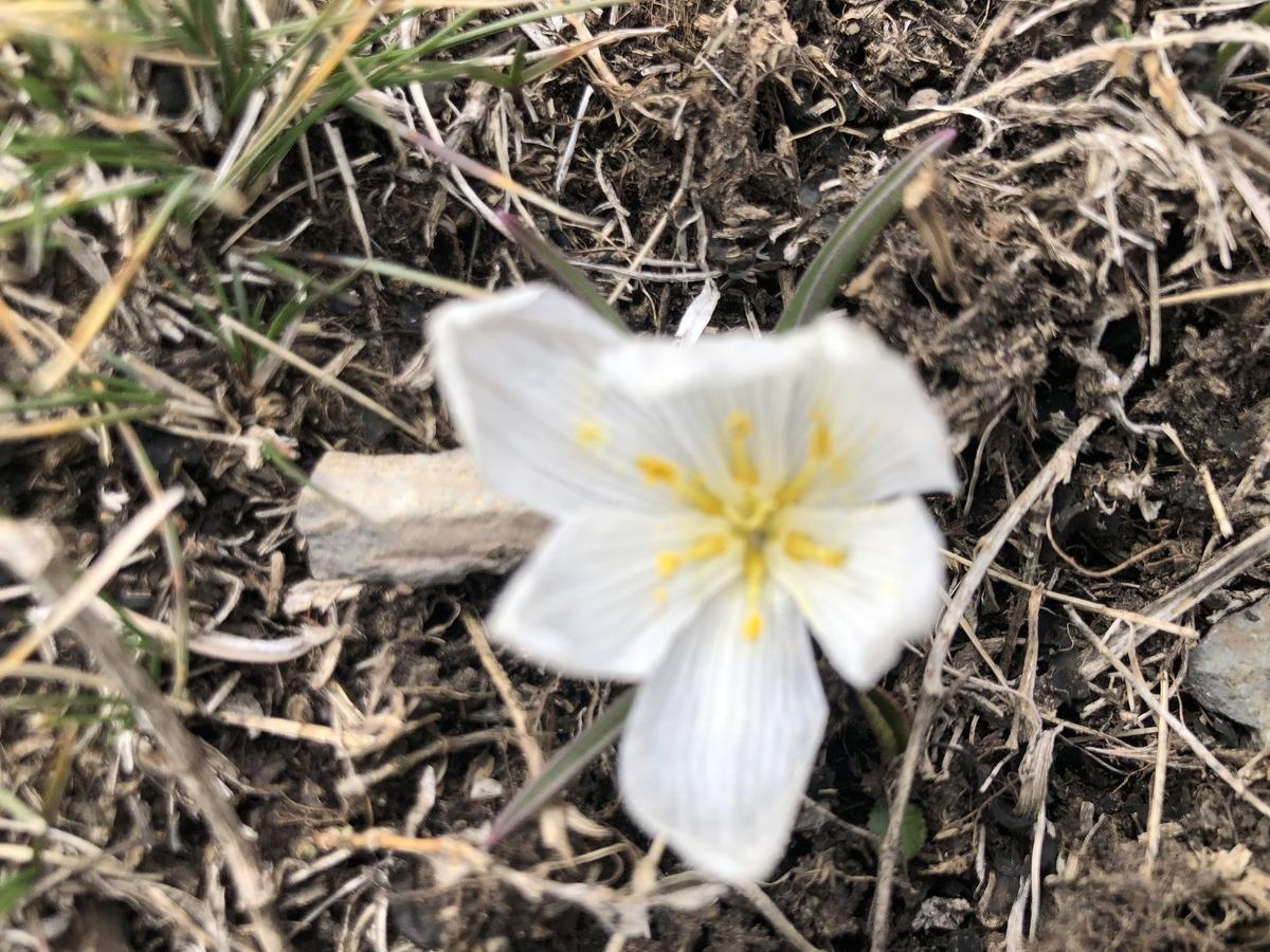 Kars&rsquo;ta baharın m&uuml;jdecisi kardelenler &ccedil;i&ccedil;ek a&ccedil;tı